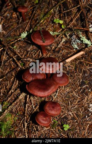 Sangue rosso webcap Cortinarius sanguineus colorante naturale fungo in una foresta Foto Stock