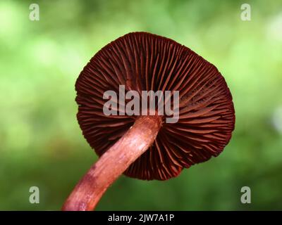 Sangue rosso webcap Cortinarius sanguineus colorante naturale fungo in una foresta Foto Stock