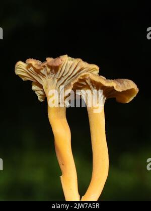 Yellowfoot chantarelle Craterellus tubaeformis in una foresta Foto Stock