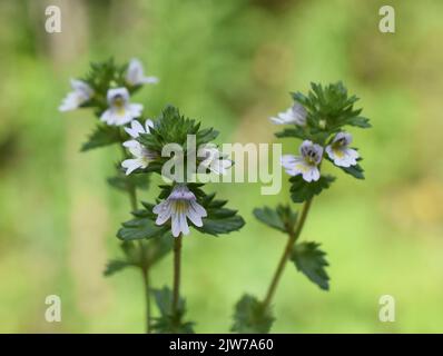 Primo piano sulla pianta allergenica comune mugwort Artemisia vulgaris isolato su sfondo bianco Foto Stock