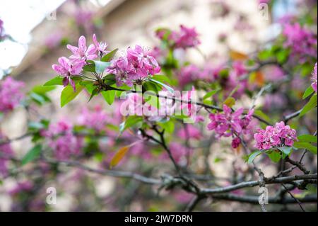 Malus x purpurea, mela viola, è un albero fiorito e pianta ornamentale. Fa parte della famiglia Rosaceae. Foto Stock