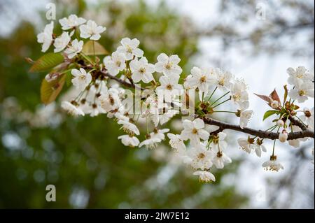 La prunus avium, comunemente chiamata ciliegia selvatica, ciliegia dolce, garofano, o ciliegio di uccello è una specie di ciliegia, una pianta della famiglia delle rose, Rosaceae. . Foto Stock