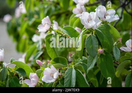 Cydonia oblona è l'unico membro del genere Cydonia della famiglia Rosaceae . Foto Stock