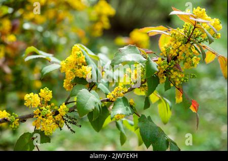 Il Mahonia è un genere di arbusti sempreverdi di circa 70 specie e, raramente, piccoli alberi della famiglia Berberidaceae. Foto Stock