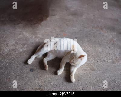 SFONDO ANIMALE . gatto bianco sul pavimento e lecca le zampe . Foto Stock