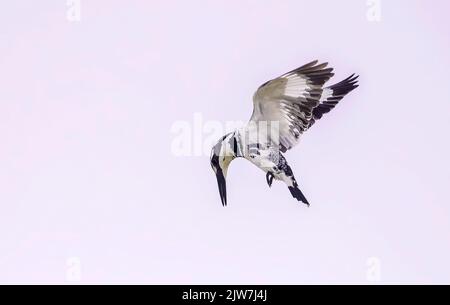 Un primo piano di un Martin pescatore pied che vola nel cielo Foto Stock