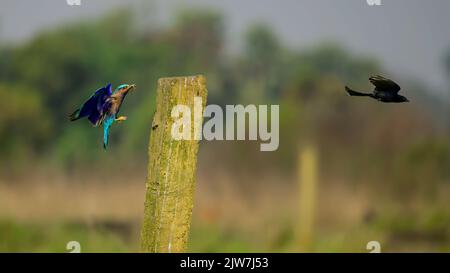 Primo piano di un rullo indiano che vola con un drongo nero vicino a una colonna di legno Foto Stock