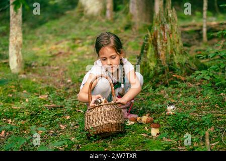 Una ragazza nella foresta raccoglie i funghi porcini e li mette in un cestino Foto Stock