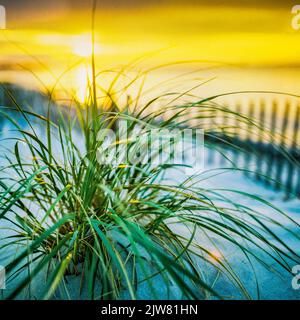 New York, 1980s, sabbia duna erba, spiaggia di legno recinto picket, tramonto, The Hamptons, Long Island, New York state, NY, STATI UNITI, Foto Stock