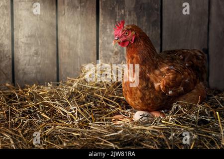 uova da cova di pollo in nido di paglia all'interno di un henhouse di legno Foto Stock