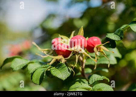 Fianchi di rosa dalla rosa giapponese (rosa rugosa) Foto Stock