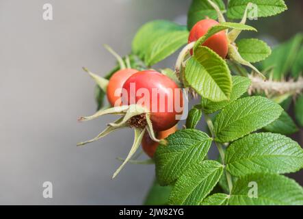 Fianchi di rosa dalla rosa giapponese (rosa rugosa) Foto Stock