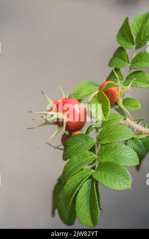 Fianchi di rosa dalla rosa giapponese (rosa rugosa) Foto Stock