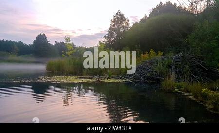 nebbia sul lago e una capanna di castoro. bellissimo paesaggio d'acqua Foto Stock