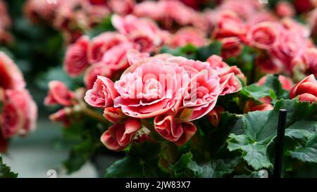 Una bella begonia fiori all'aperto begonie in giardino Foto Stock