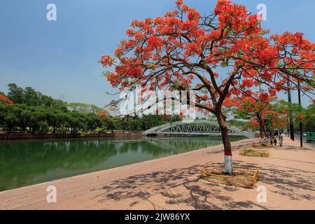 Foto stock - Fiori di pavone, Fiori estivi nella stagione estiva, Krishnachura Delonix Regia sta fiorendo. Poinciana Tree a Dacca, Bangladesh. Foto Stock