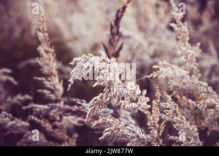 Bush erba in campo autunnale, Chee Reed Grass all'aperto Foto Stock