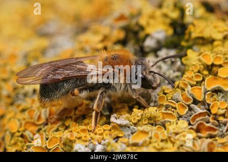 Closeup su una femmina colorata ape mineraria con coda arancione, Andrena Emorroa seduta giallo lichen Foto Stock