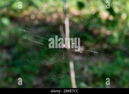 Sottile ragnatela con piccolo ragno al centro su sfondo sfocato di verde foresta Foto Stock