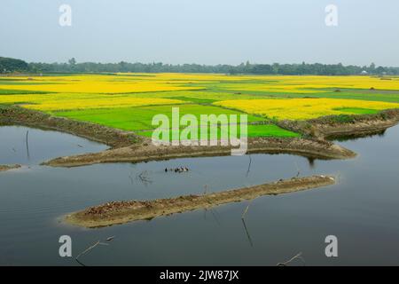 Stock Foto campi di riso e senape vicino a Naogaon, Bangladesh Foto Stock