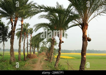 Foto di scorta - Data albero di palma inverno mattina foto cattura dal Bangladesh. Fotografia invernale naturale. La sap di albero di data è raccolta in una pentola di creta. Foto Stock