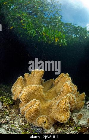 Corallo molle di funghi (Sarcophyton trochelioporum) a mangrovie, Palau, Micronesia, Asia Foto Stock