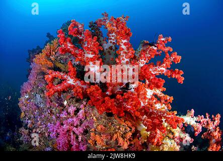 Corallo rosso gigante, Caulilfower rosso (Dendronephthya sp.), Raja Ampat, Indonesia, Oceano Pacifico Foto Stock