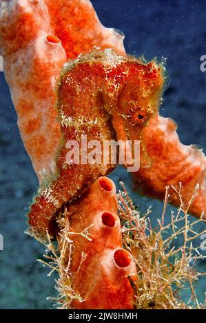 Cavalluccio marino lungo o cavalluccio marino sottile (Hippocampus reidi), St. Vincent, Grenada, Caraibi Foto Stock