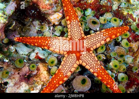 Necklase Sea Star (Fromia monilis) e Green Urn Sea Squirts o Green Barrel Sea Squirts (Didemnum molle), Maldive, Oceano Indiano, Asia Foto Stock