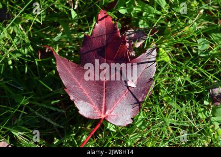 Una foglia di acero caduto solco nell'erba verde Foto Stock
