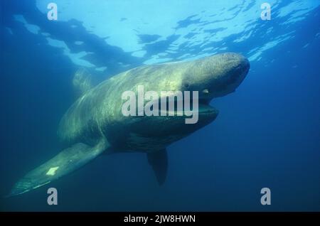 Squalo basking (Cetorhinus maximus), Canada, oceano Atlantico Foto Stock