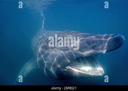 Squalo basking (Cetorhinus maximus), Canada, oceano Atlantico Foto Stock