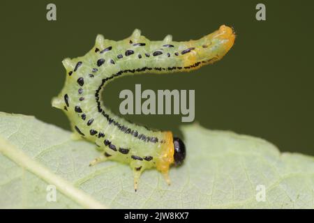 Lesser Willow Sawfly larva - Nematus pavidus syn. Euura pavida Foto Stock