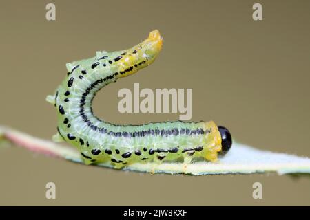 Lesser Willow Sawfly larva - Nematus pavidus syn. Euura pavida Foto Stock