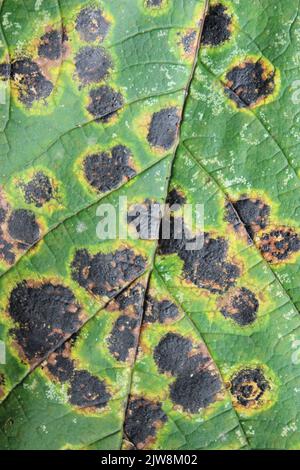 Macchia di catrame fungo Rhytisma acerinum su Acero Acer pseudoplatanus lascia Foto Stock