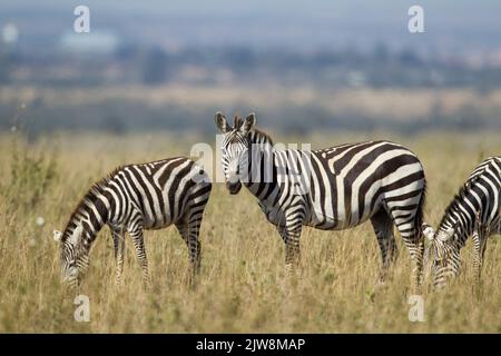 Zebra comune (Equus quagga), sottospecie boehmi Foto Stock