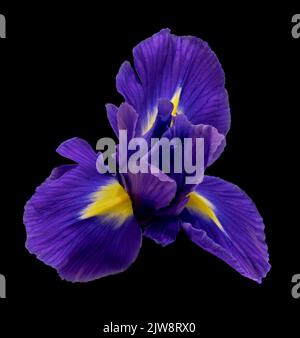 fiore di leukospermum che cresce su fondo nero Foto Stock