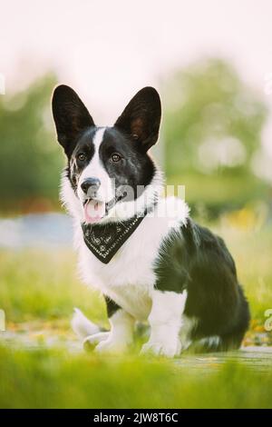 Divertente Cardigan gallese Corgi Dog seduta all'aperto. Gallese Corgi è Un piccolo tipo di cane da Herding che ha avuto origine in Galles. Primo piano verticale Foto Stock