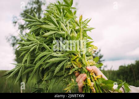 Man Holding Heap Bunch Legale Marijuana Verde Cannabis Sprout nelle sue mani. Cannabis bella Marijuana Cannabis pianta. Primo piano Foto Stock