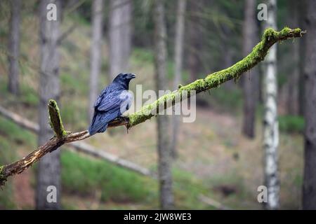 Il grande corvo vola attraverso la foresta in cerca di cibo. Foto Stock