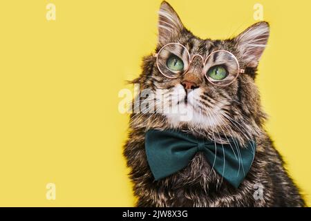 Gatto divertente in cravatta d'arco e occhiali seduti su sfondo giallo Foto Stock