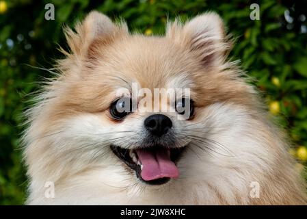 Pomeranian spitz ritratto in primo piano. Spitz a piedi nel parco Foto Stock