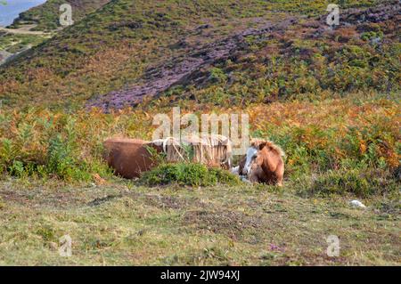 Carneddau ponies sul monte Conwy Foto Stock