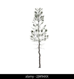 3d illustrazione dell'albero di pinus strobus isolato su sfondo bianco Foto Stock