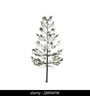 3d illustrazione dell'albero di pinus strobus isolato su sfondo bianco Foto Stock