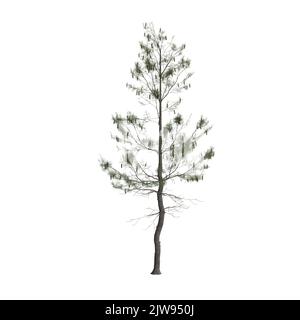 3d illustrazione dell'albero di pinus strobus isolato su sfondo bianco Foto Stock