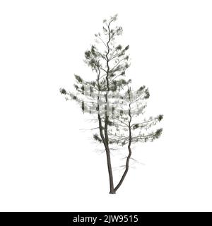 3d illustrazione dell'albero di pinus strobus isolato su sfondo bianco Foto Stock