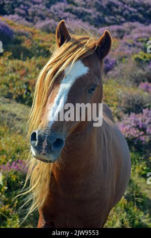 Pony di Carneddau sulla montagna di Conwy Foto Stock