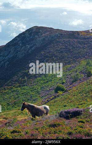 Pony di Carneddau sulla montagna di Conwy Foto Stock
