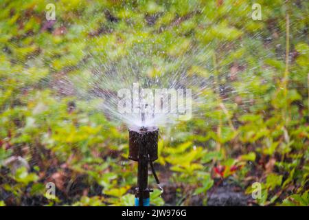 Innaffiare il giardino. Gli spruzzi d'acqua spargono in tutte le direzioni intorno alle piante verdi annaffiando in una giornata calda di sole. Acqua acqua erba secca e cespugli. Foto Stock